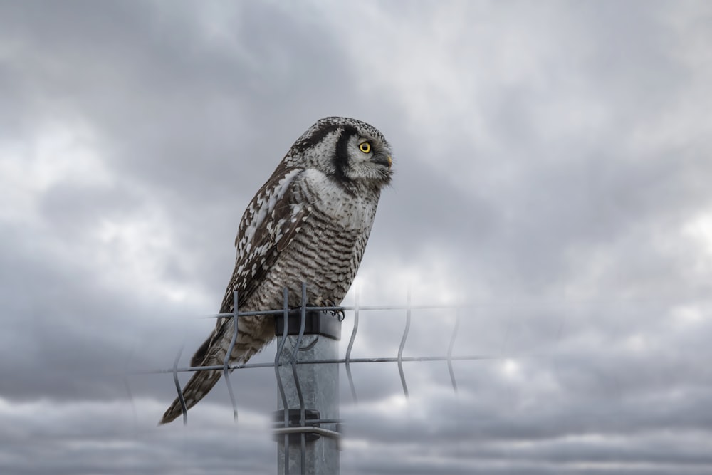 an owl sitting on top of a metal pole
