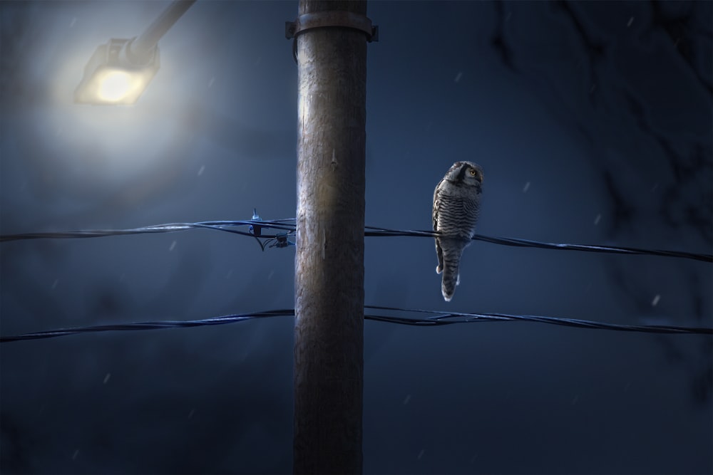 a bird sitting on a wire under a street light