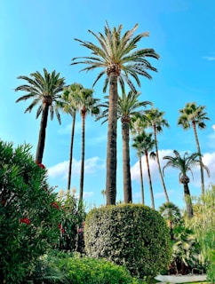 Cannes, the sky is blue, the sun shines and it's not cold