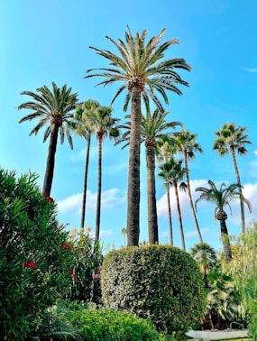 Cannes, the sky is blue, the sun shines and it's not cold