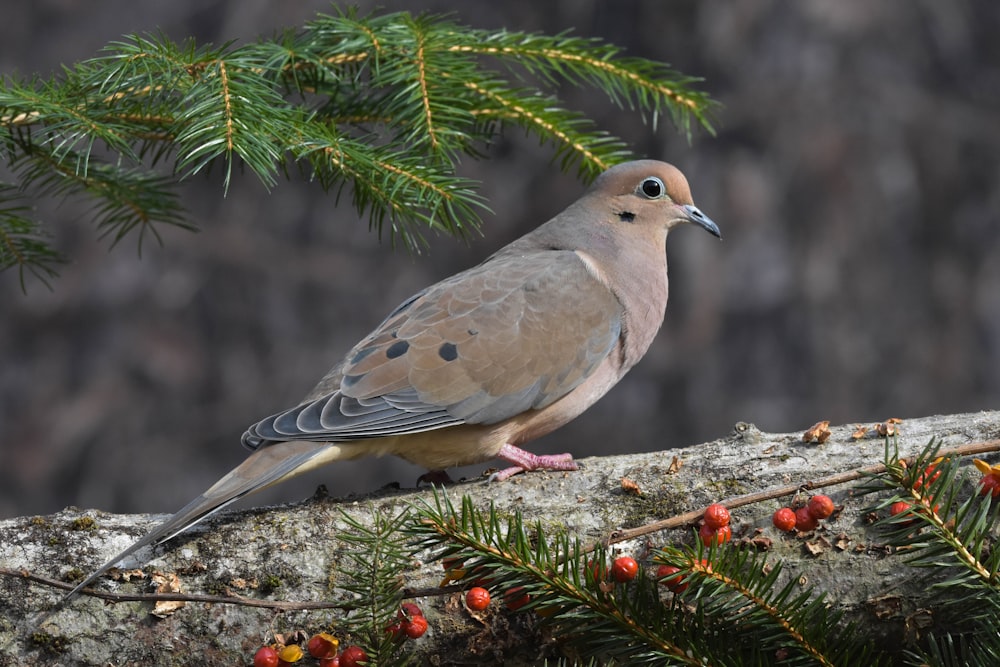 a bird perched on a branch of a tree