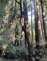 Tall, majestic redwood trees with thick trunks stretch upwards, surrounded by lush green foliage and dappled sunlight filtering through the branches. The forest floor is covered with ferns and underbrush, creating a serene and untouched natural environment.
