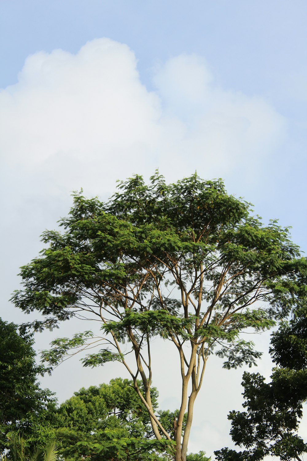 a large tree in a field with a sky background