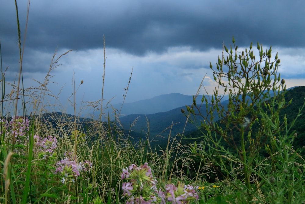 a view of a mountain range with wild flowers in the foreground
