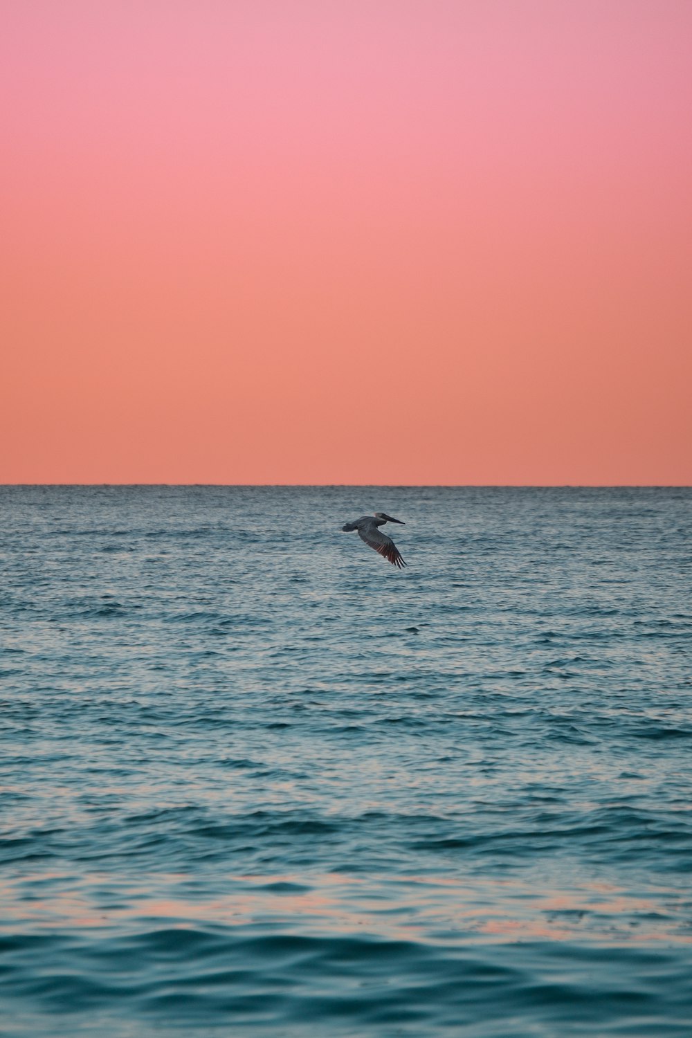 a bird flying over the ocean at sunset