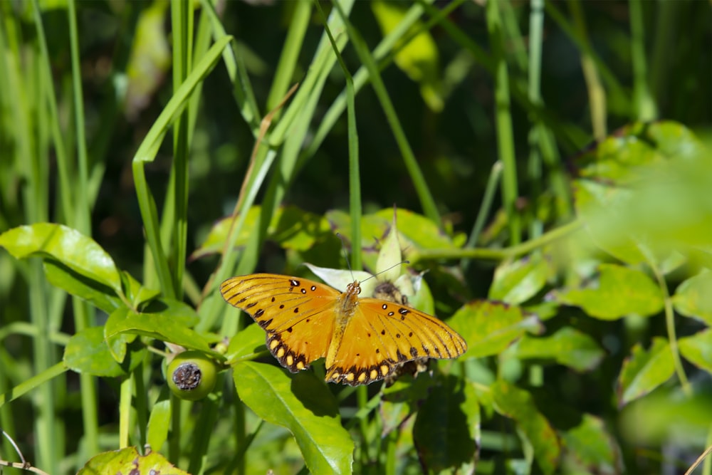 a large orange butterfly sitting on top of a green plant