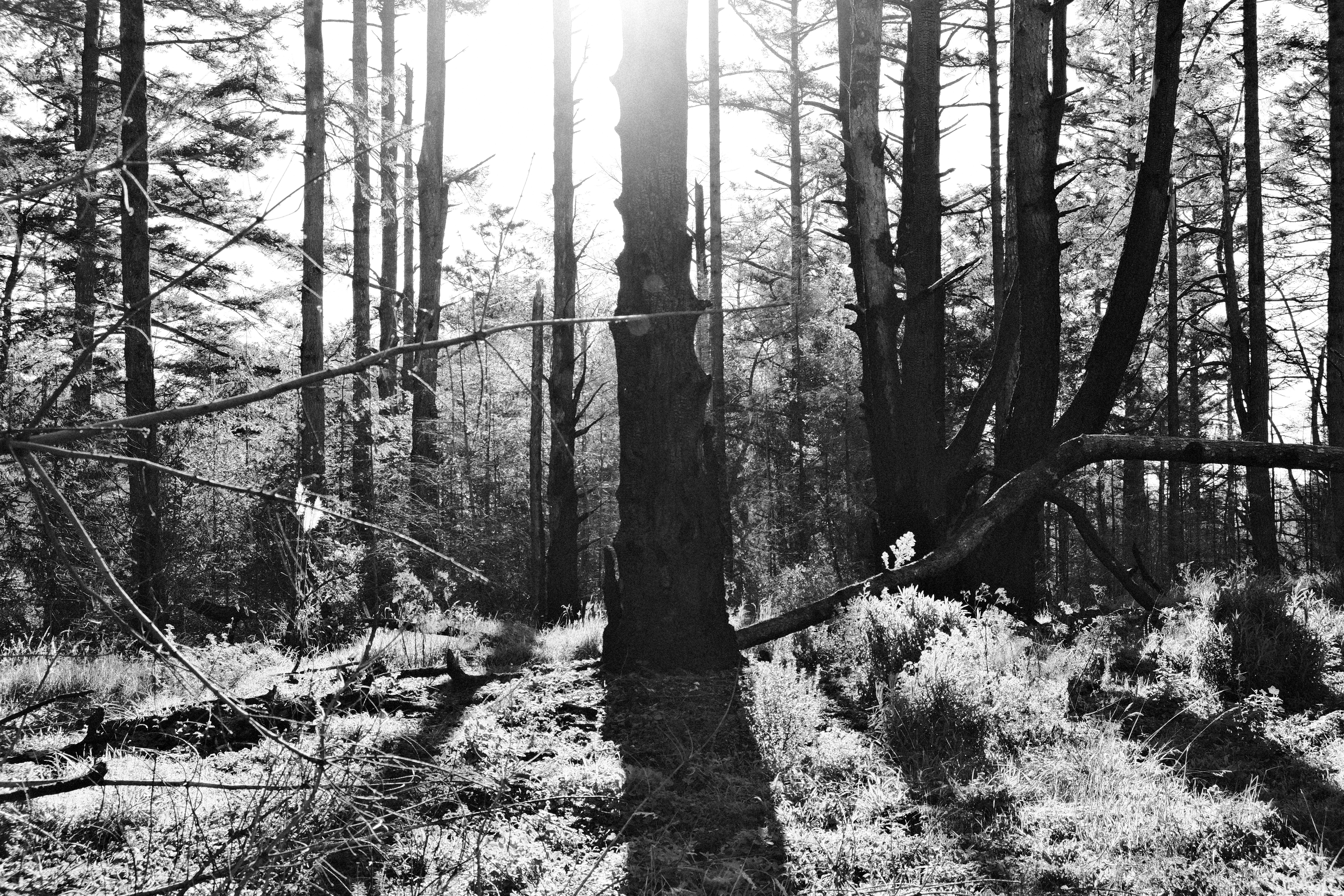 Photo by chandleraitchison