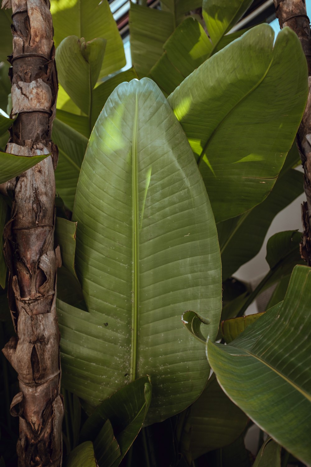 a large green leafy plant next to a tree