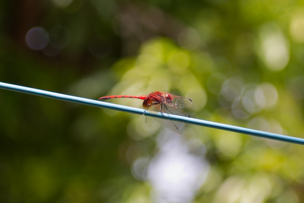 a red insect sitting on top of a blue wire