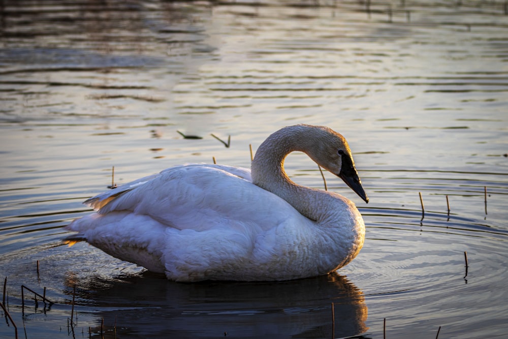 a white swan is swimming in a pond