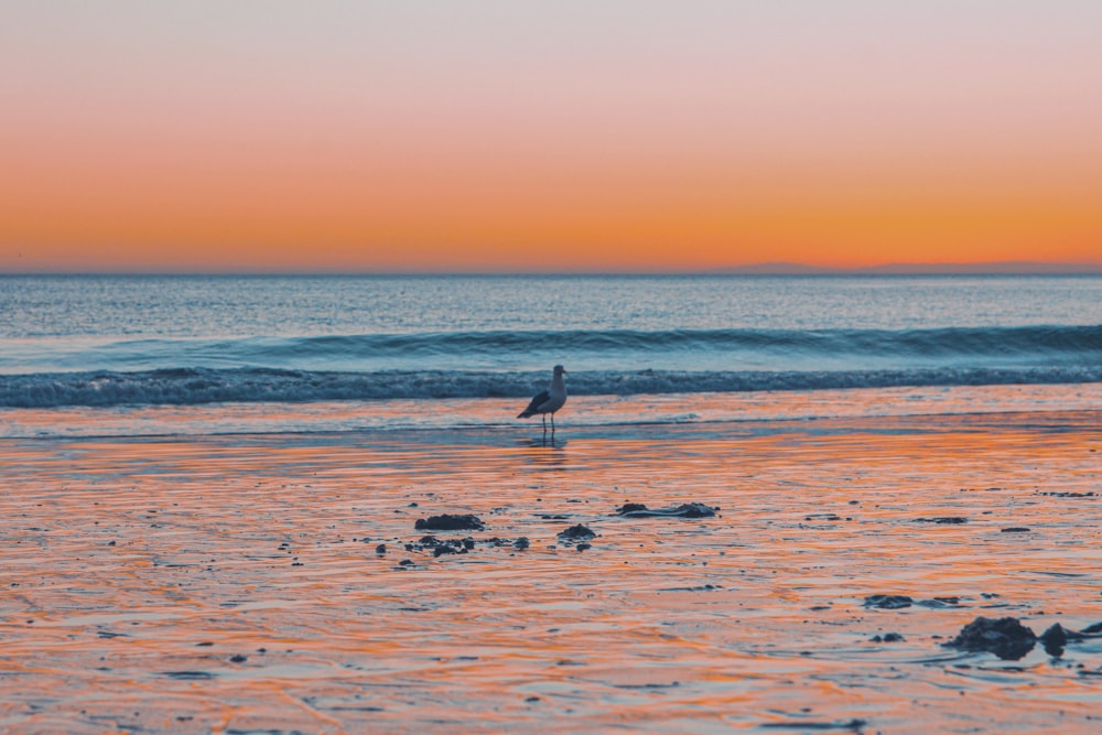 a bird is standing on the beach at sunset