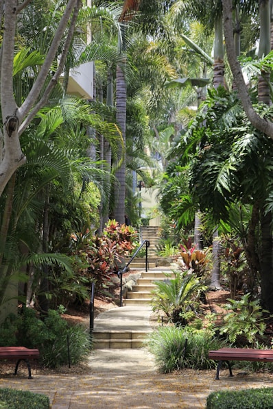 a pathway lined with lots of trees and plants