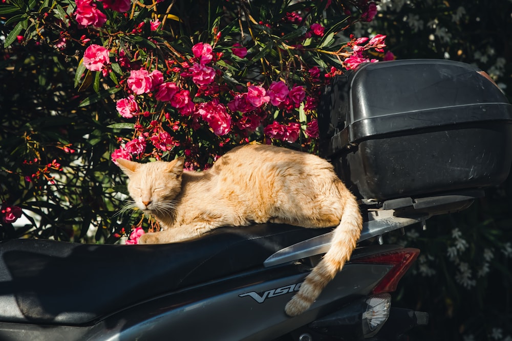 a cat laying on the back of a motor scooter