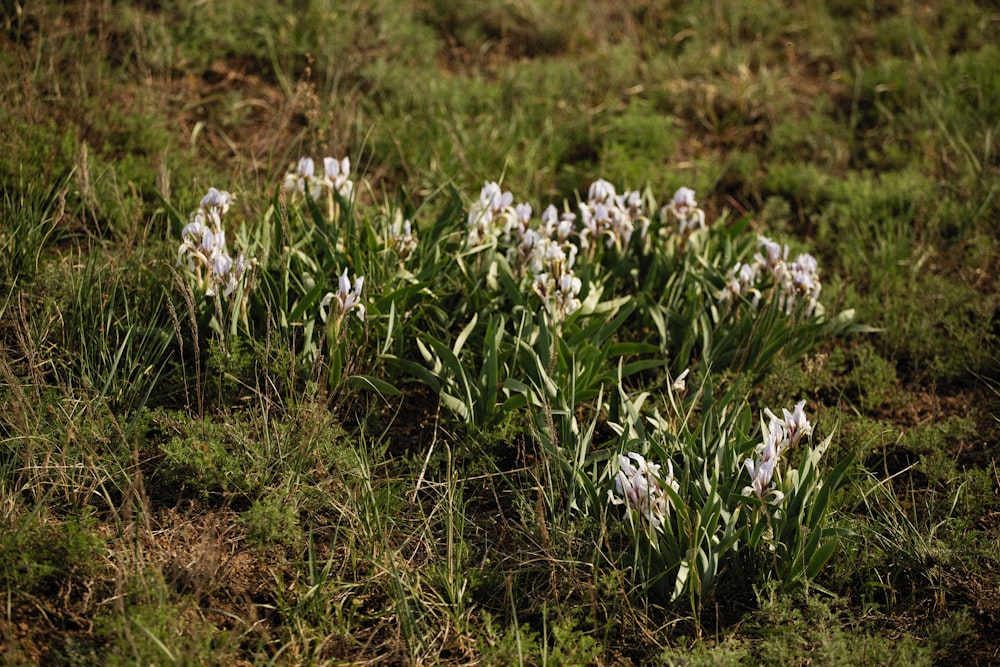 a bunch of flowers that are in the grass