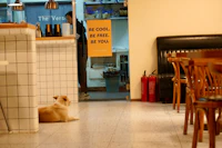 Best Pet-Friendly Cafes in Khiva Where Your Dog Is as Welcome as You