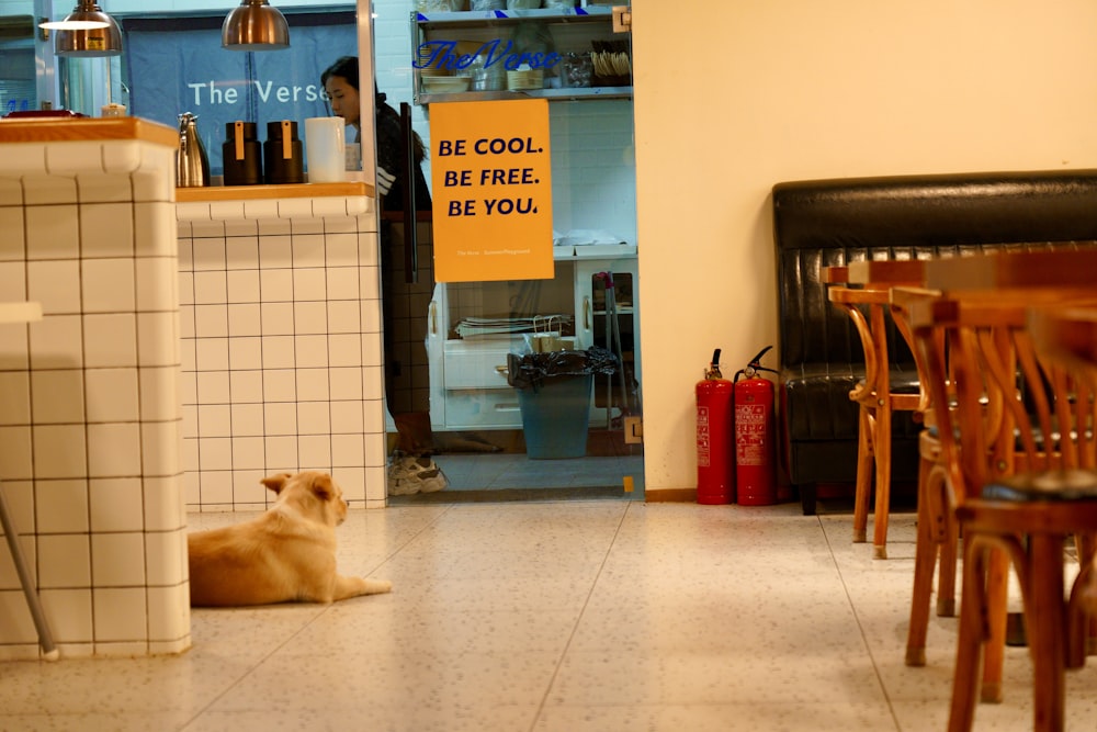 a dog sitting on the floor of a restaurant