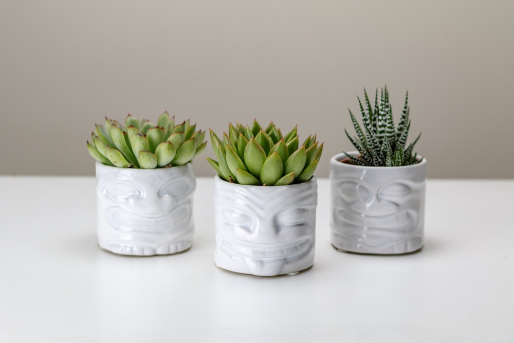 drei weiße Keramik-Pflanzgefäße mit Sukkulenten darin