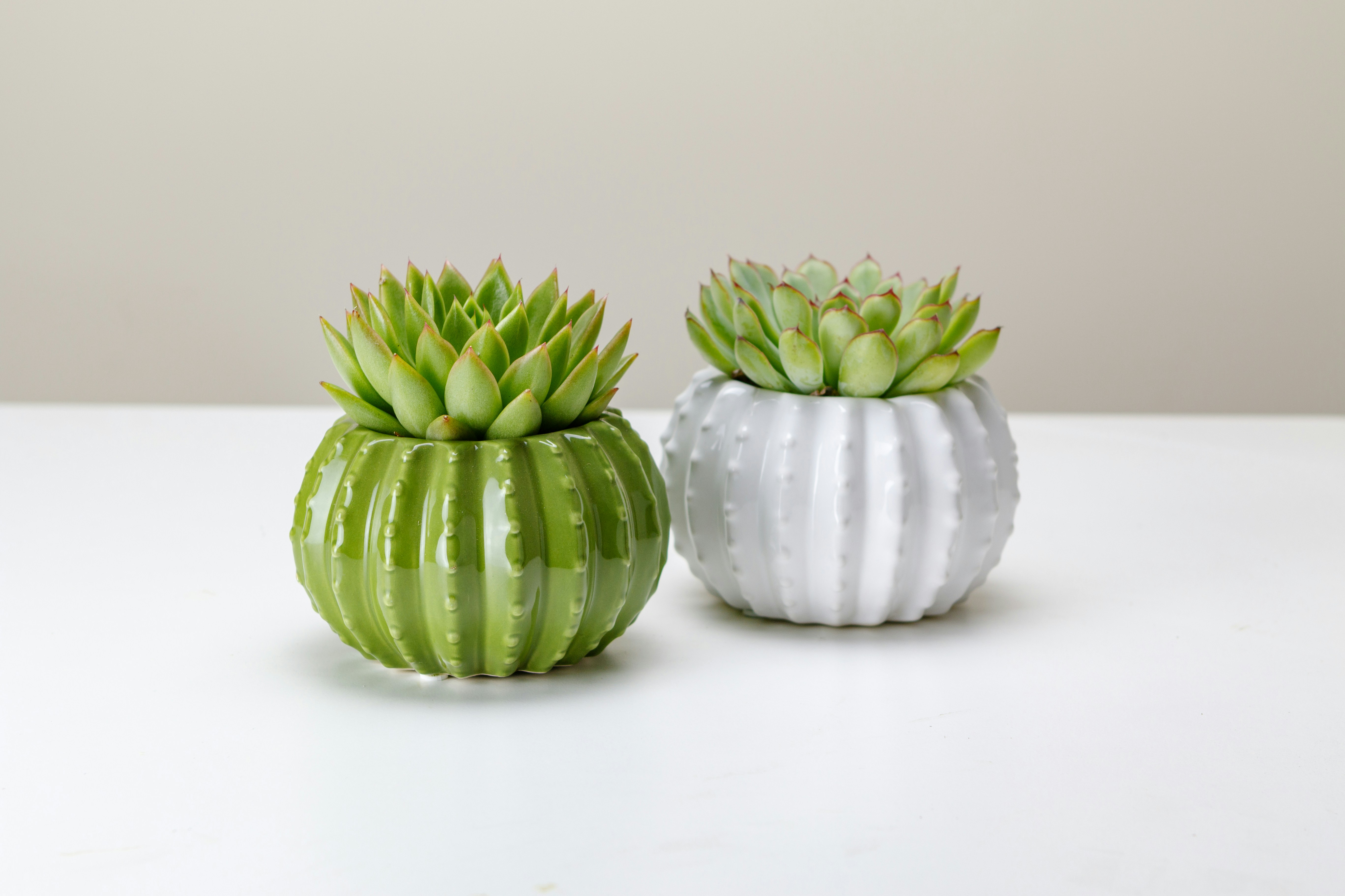 Cute tiny cactus - Bunny ear cacti in a white ceramic pot