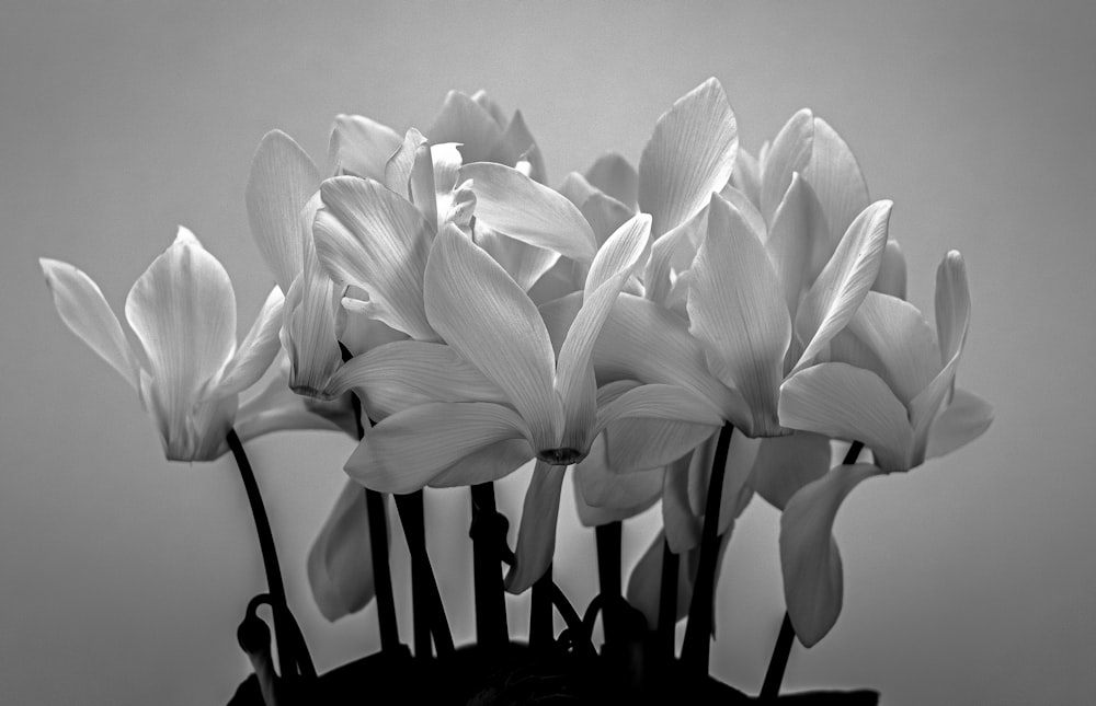Une photo en noir et blanc de fleurs dans un vase