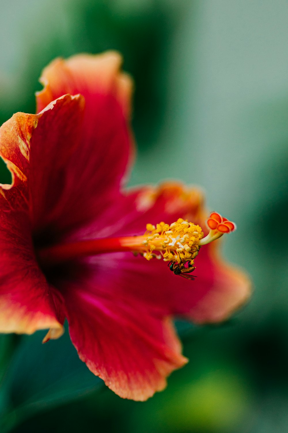 Un primer plano de una flor con un fondo borroso