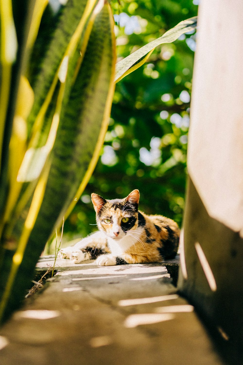 un chat couché sur le sol à côté d’une plante