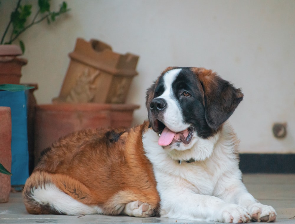 Un grande cane marrone e bianco che giace su un pavimento di piastrelle