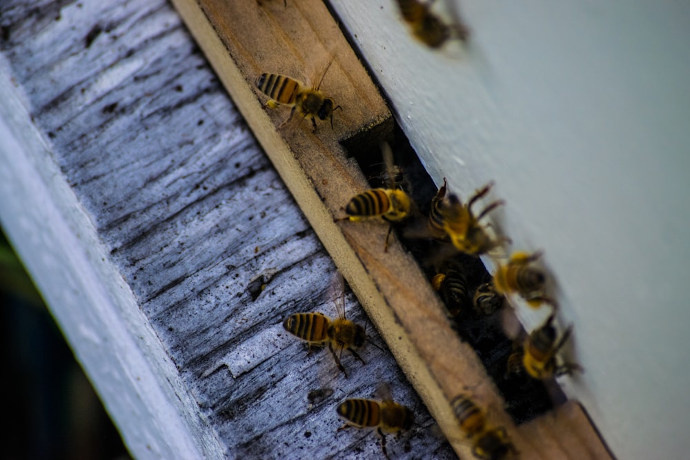 um monte de abelhas estão em um pedaço de madeira