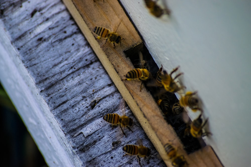 a bunch of bees are on a piece of wood