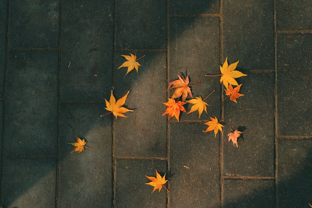 a bunch of leaves that are laying on the ground