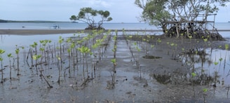 Young mangrove saplings grow in wet, muddy soil beside the ocean, with established mangrove trees and their intricate root systems visible in the background. The horizon stretches with a calm sea under a lightly clouded sky, while a lone small boat rests in the distance.