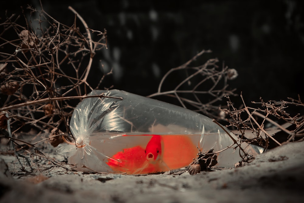 a red fish in a plastic bag on the ground