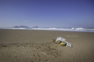 a plastic bag on a beach with a turtle in it