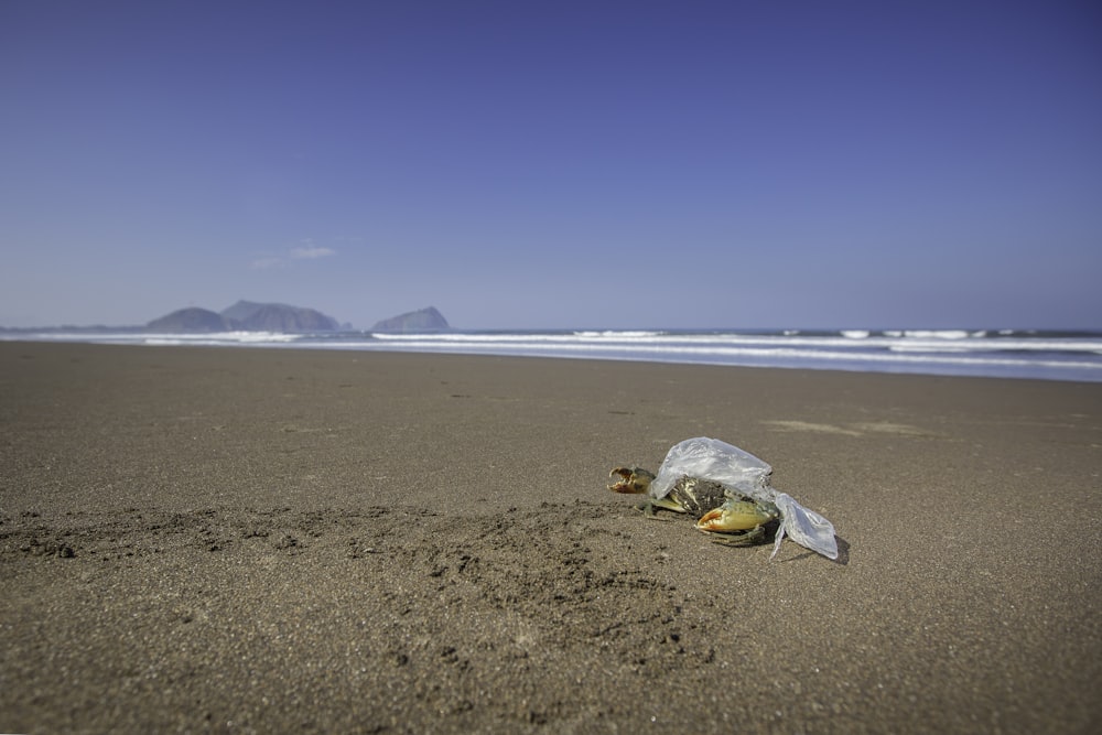 a plastic bag on a beach with a turtle in it