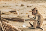 a monkey sitting on the ground holding a plastic bag