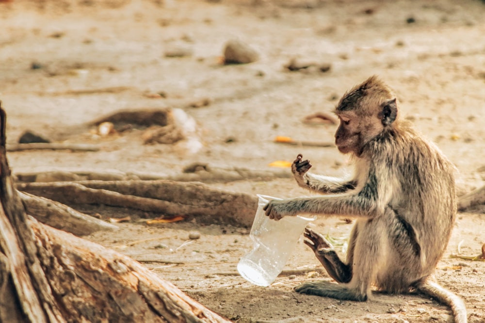 a monkey sitting on the ground holding a plastic bag