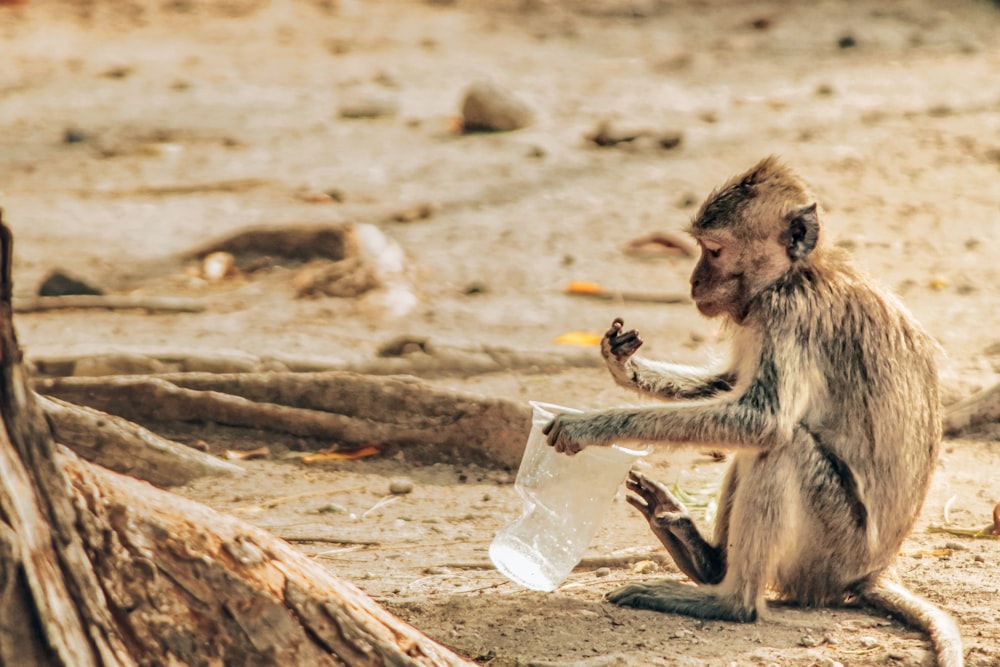 un singe assis par terre tenant un sac en plastique