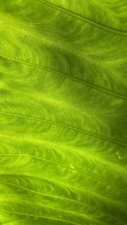 Close-up of a vibrant green leaf, highlighting the delicate patterns of its veins and surface textures.