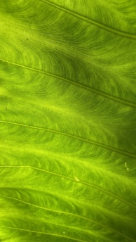 Close-up of a vibrant green leaf, highlighting the delicate patterns of its veins and surface textures.