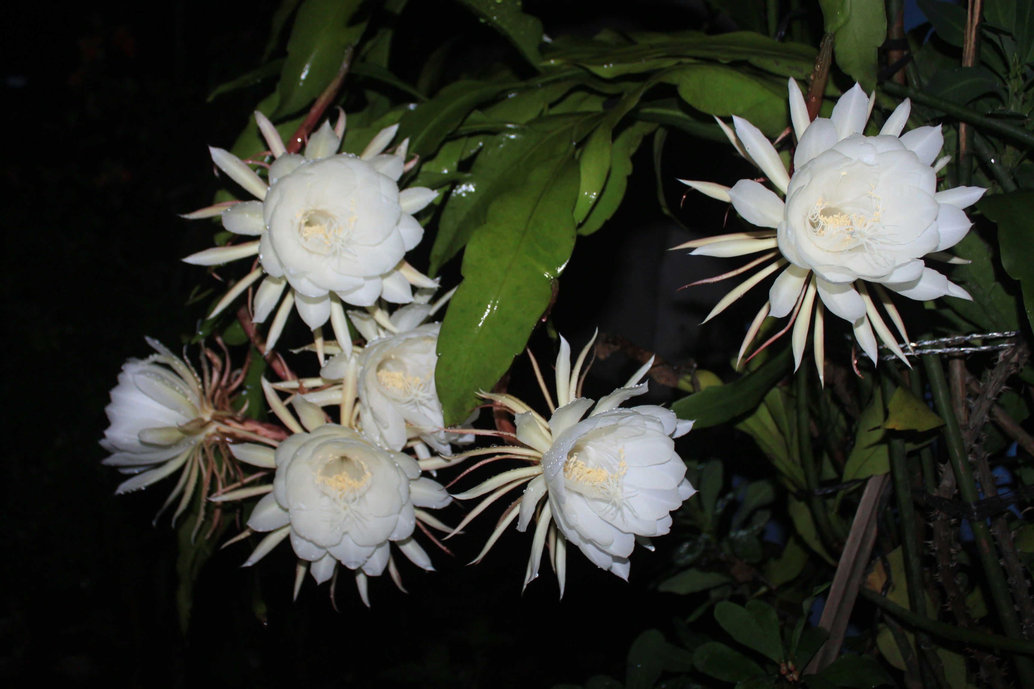 Raat Ki Rani: The Enigmatic Night-Blooming Jasmine