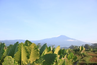 A serene landscape representing growth and leadership.