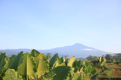 A serene landscape representing growth and leadership.