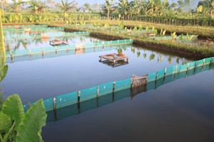 A series of fish ponds with turquoise mesh fencing, surrounded by lush green vegetation and banana plants. The still water reflects the nearby greenery and a clear blue sky. Wooden structures are visible within the ponds, possibly used for supporting fish culture.