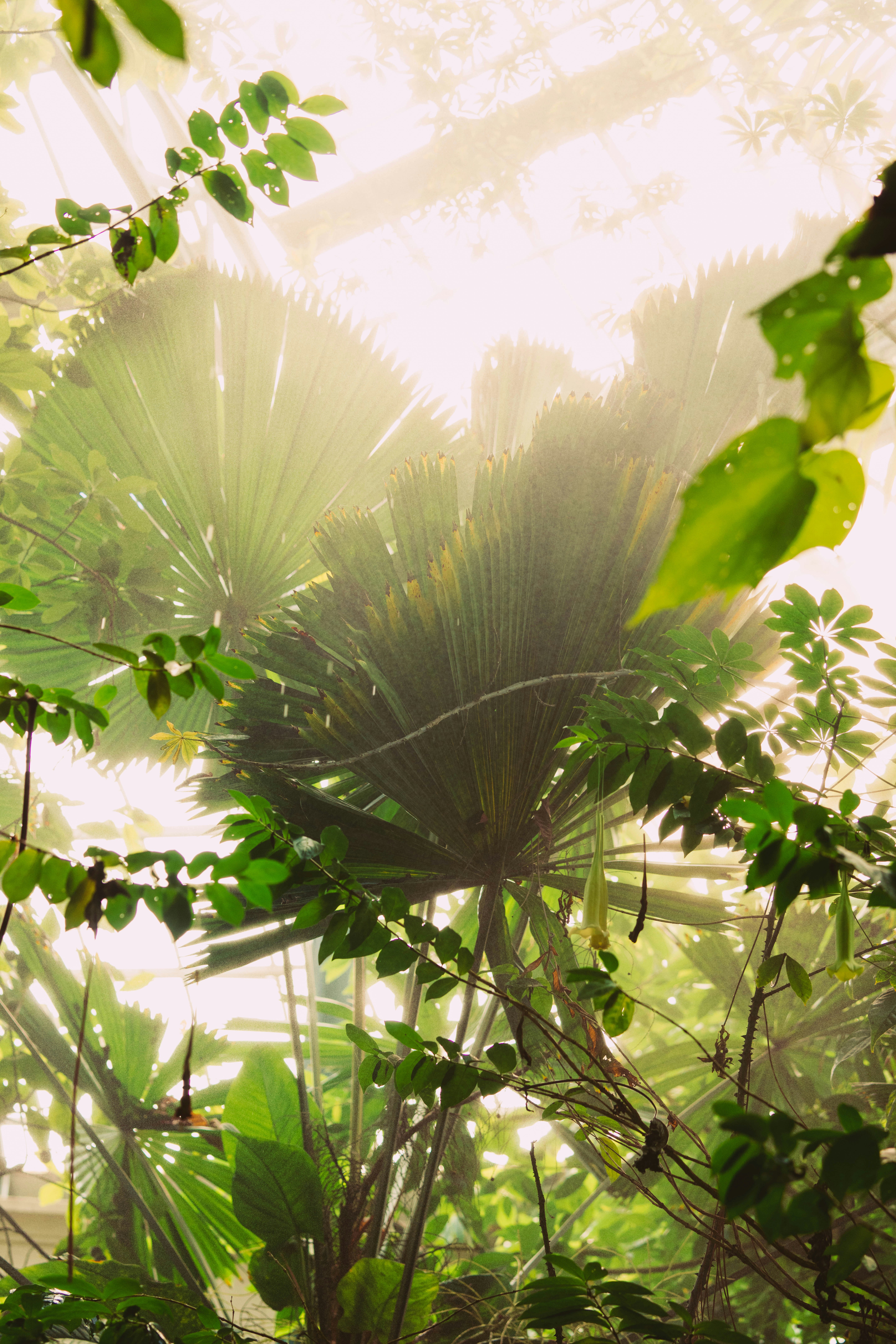 the sun shines through the leaves of a tree