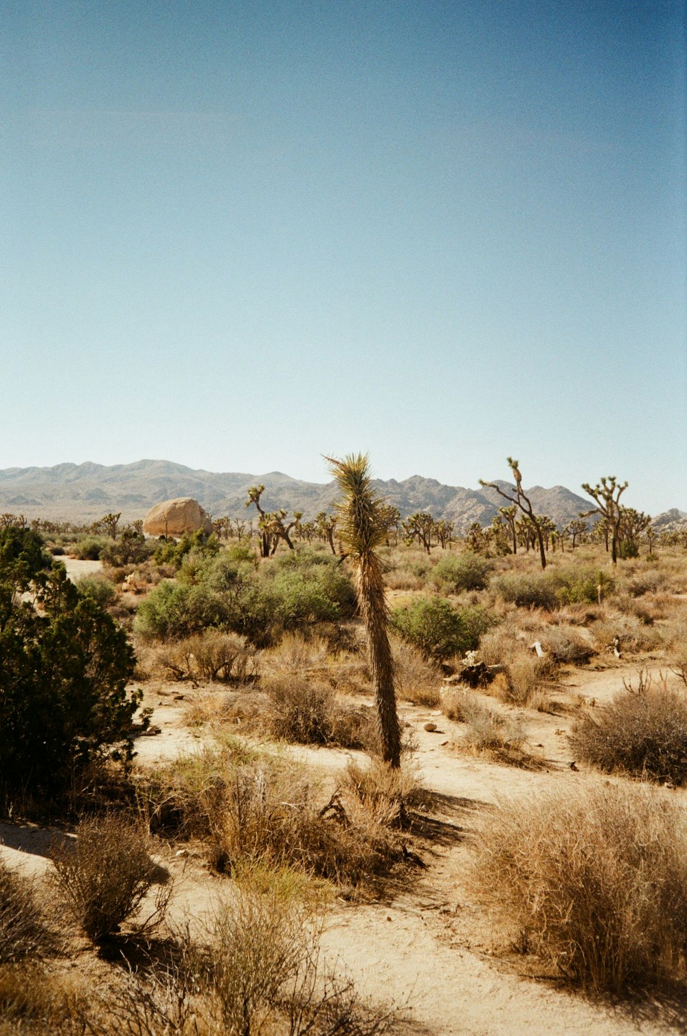 Eine Wüstenlandschaft mit ein paar Bäumen und Bergen im Hintergrund