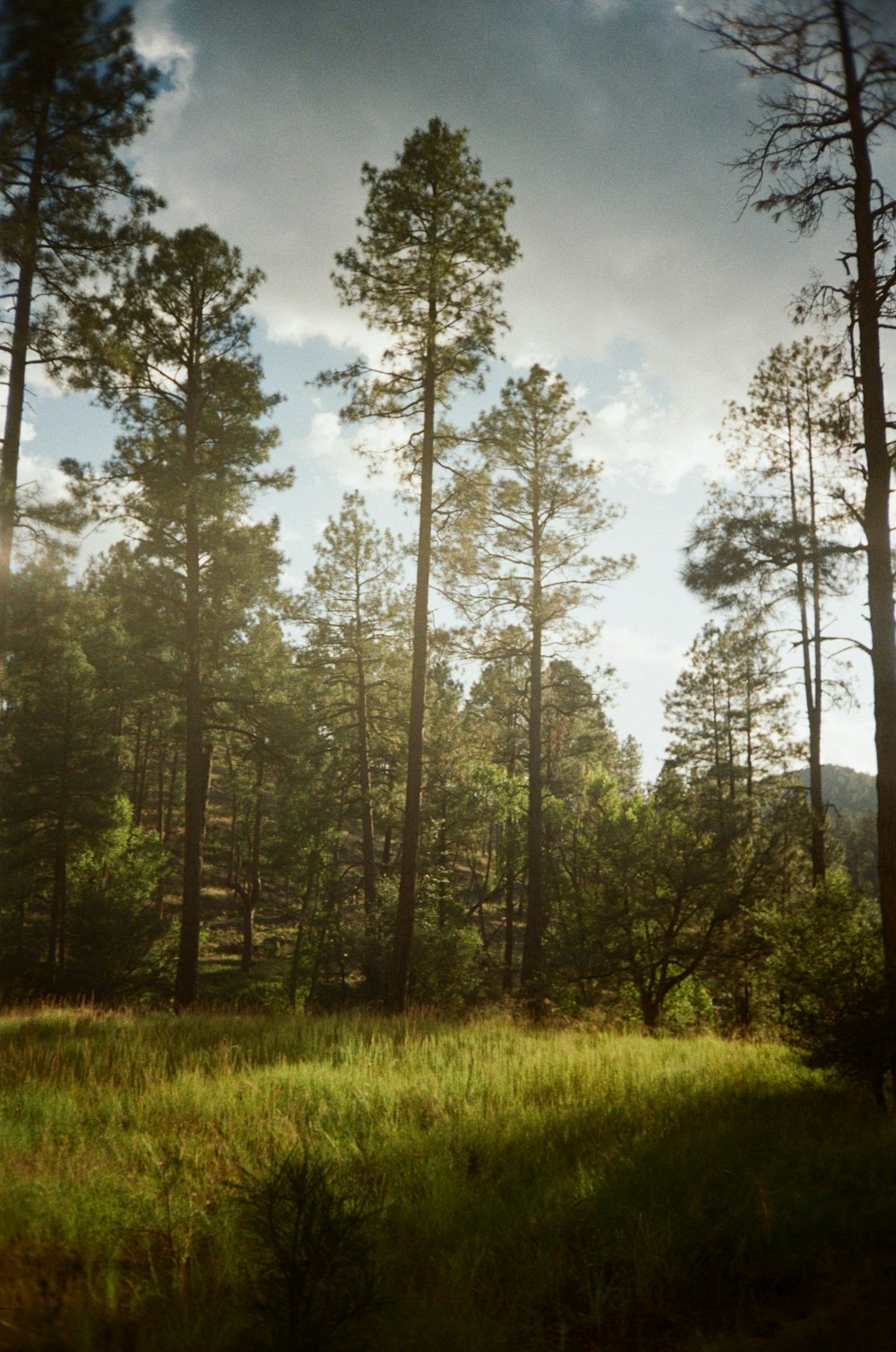 a grassy field with trees in the background