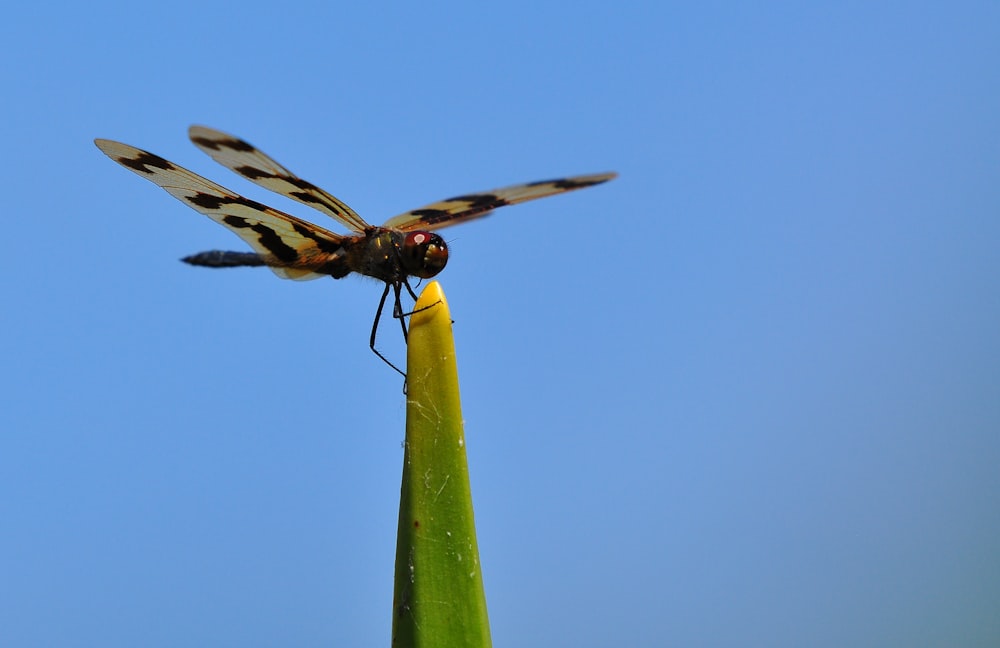 a black and white dragon flys over a green plant