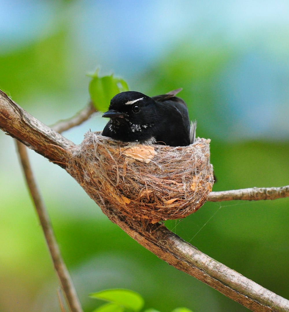 a bird is sitting in a nest on a tree branch