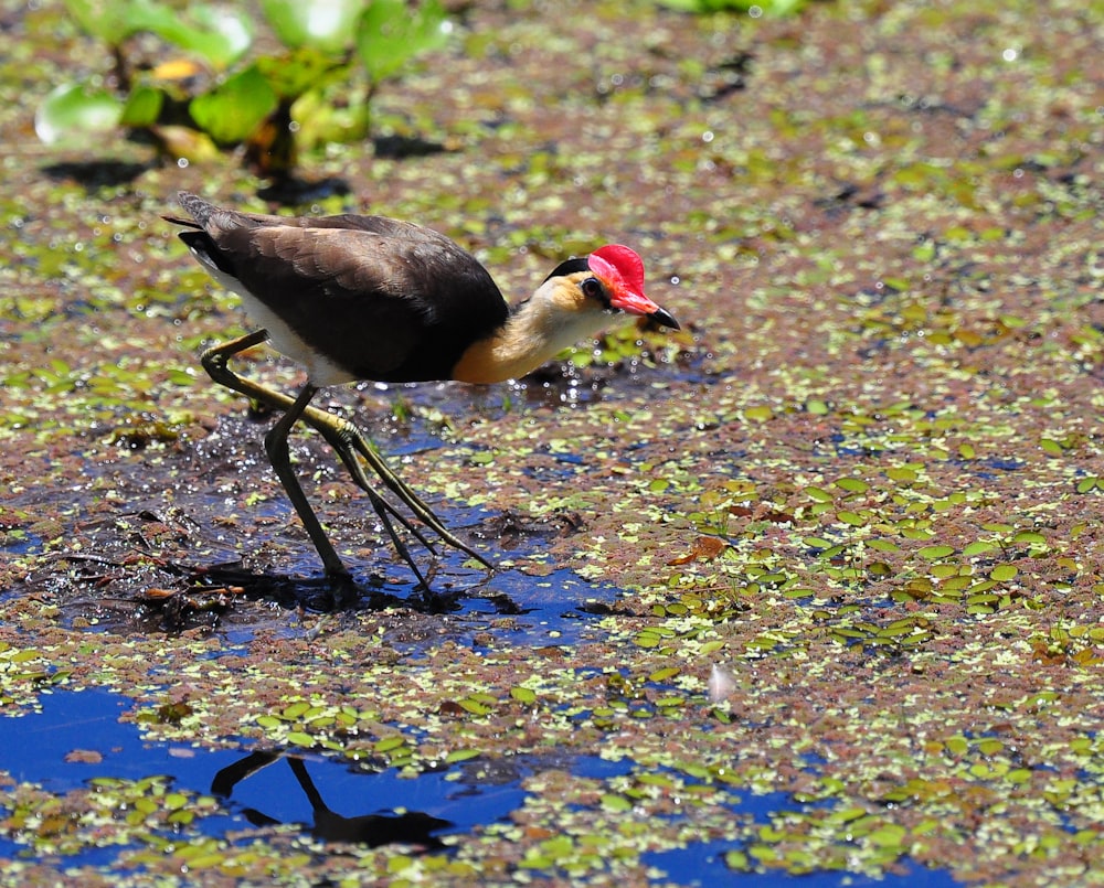 a bird with a red head is walking in the water