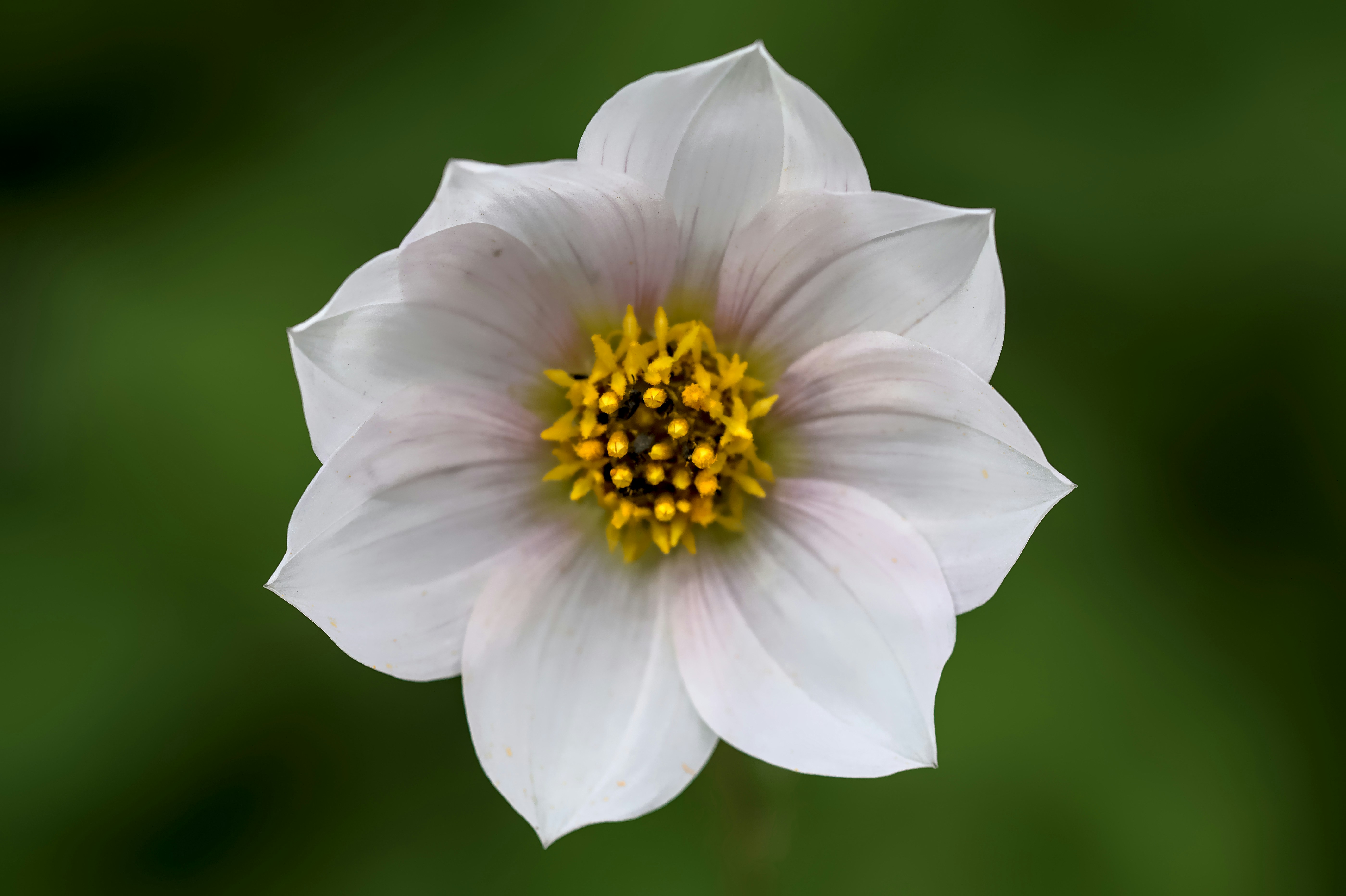 Photo by germanjaber