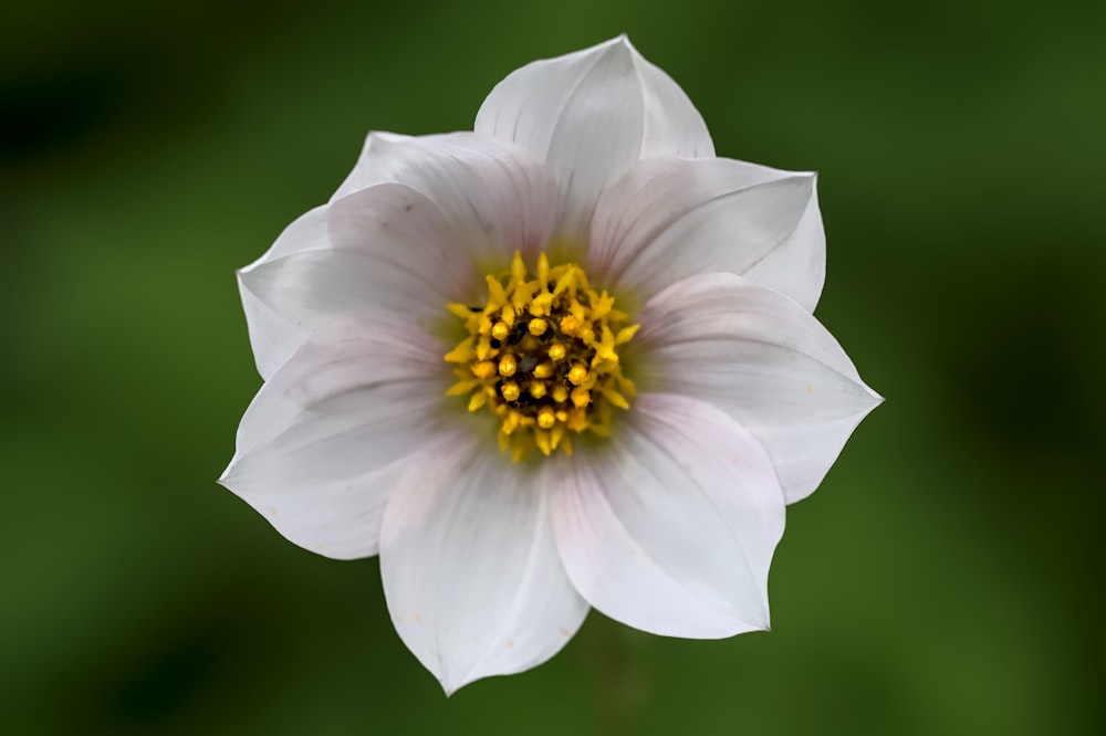 a white flower with a yellow center on a green background